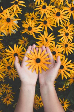 Two hands gently holding black eyed Susan flower variety.